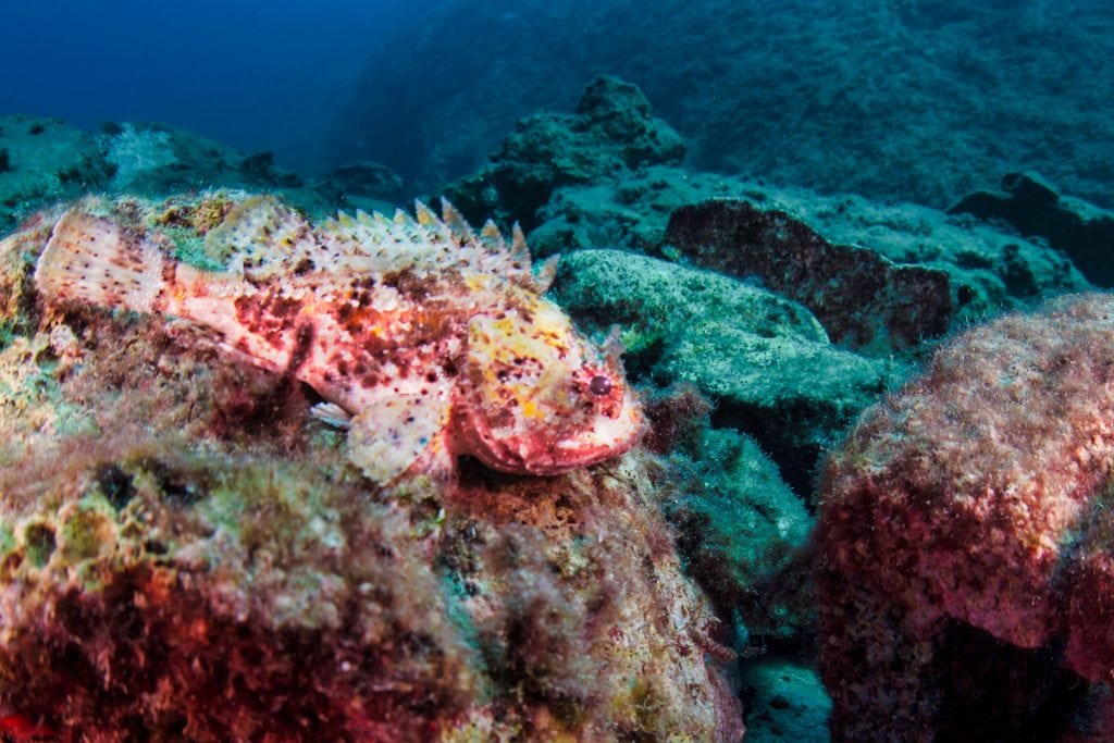 Learn to dive Malta and Gozo